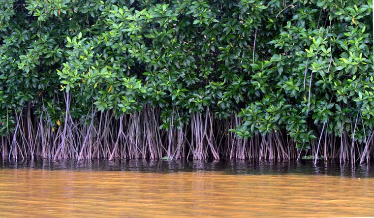 Facts about climate change The state of the climate - Coastal mangroves