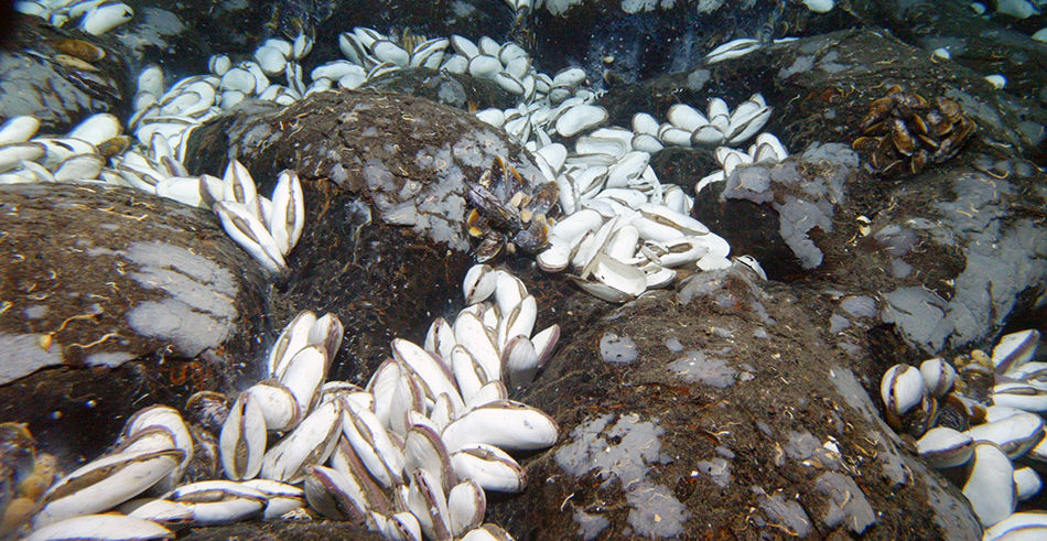 Geothermal vents aren't the only thriving ecosystems on the ocean floor