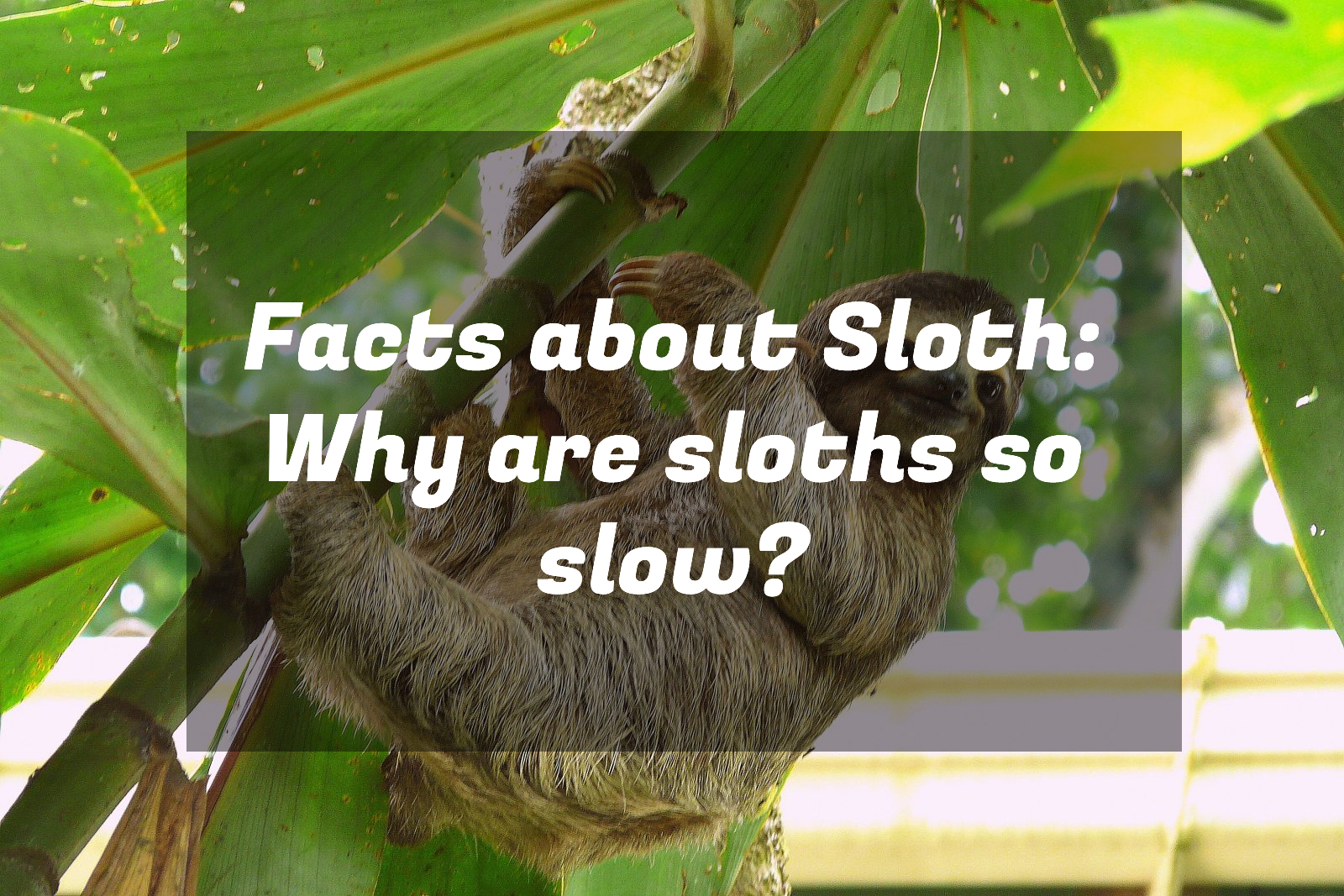 Facts about Sloth: Why are sloths so slow?