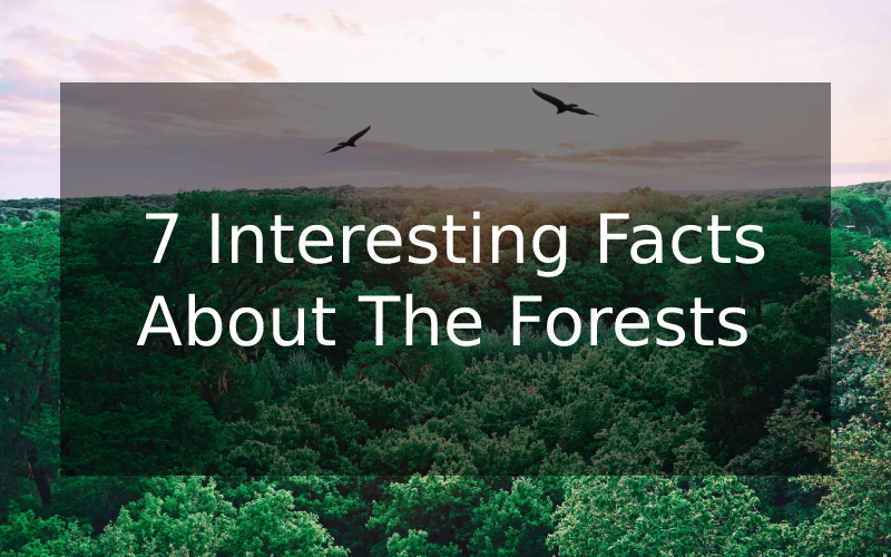  7 Interesting Facts About The Forests