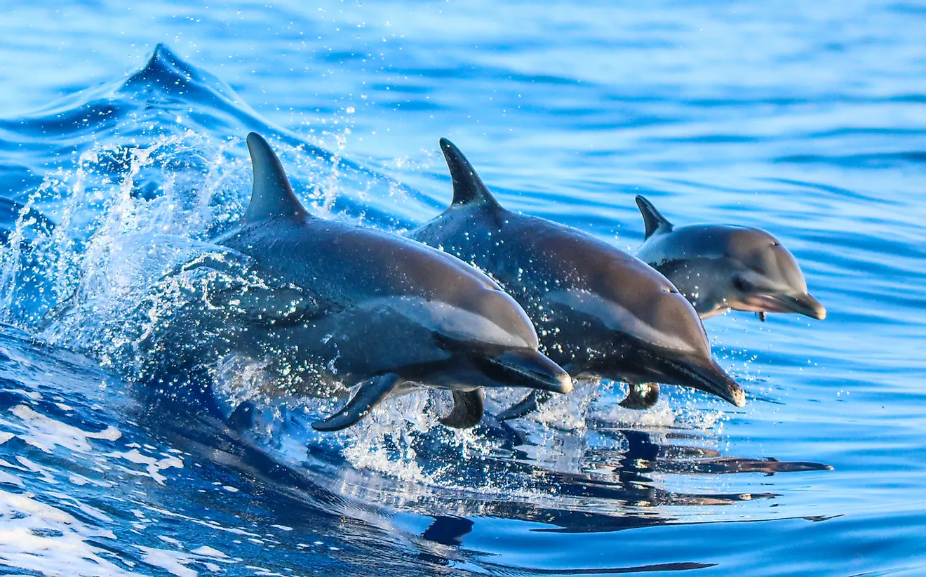 Facts about dolphins